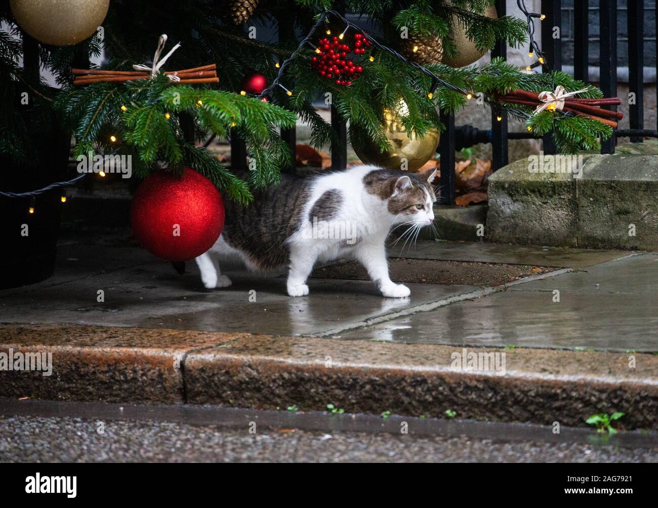 Larry The Downing Street cat y Jefe Mouser al Tesoro, cerca del árbol de Navidad en el número 10. Foto de stock