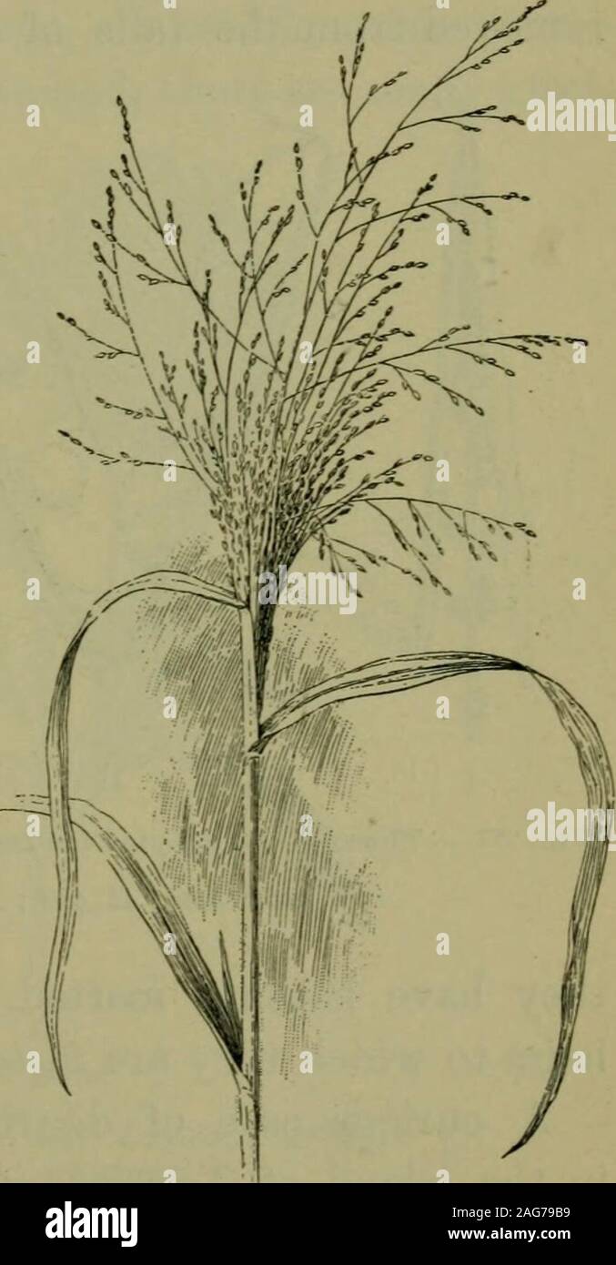 Fundamentos de botánica. , Juncos y carrizos, polígono ams,  agua-dock,Bur-reed, Arrowhead, agua-plátano, pickerel-cizaña, alisos,  botón-bush, agua-alcachofa (^Sium), agua (^CICUTA CICUTA), agua  (Hydrocotyle penny hierba de San Juan). 451. Las ...