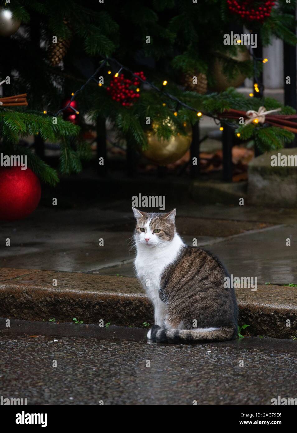 Larry The Downing Street cat y Jefe Mouser al Tesoro, cerca del árbol de Navidad en el número 10. Foto de stock