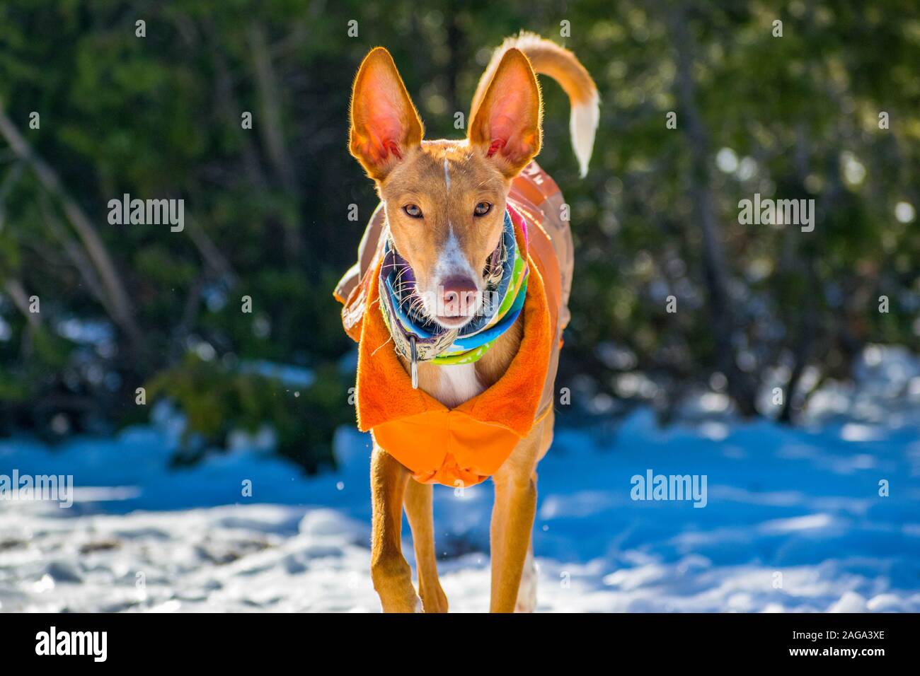 Perros disfrazados de personas fotografías e imágenes de alta resolución -  Alamy