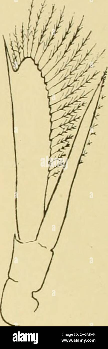 . Decapoden. 169 Fig. 167. Crangon septemcarinatus,Sabine. Erstes Larvenstaditnii. Fig. 168. Crangon septemcarinatus. Erstes Larvenstadium, 1. Antenne.Fig. 169. Crangon septemcarinatus. Erstes Larvenstadium, 2. Antenne. Vor kurzem ausgeschlüpfte Larven von 3 mm Länge wurden im Wollebaek Aprilgefunden (2). Die Larven wurden im plancton identifiziert erbeutet und durch Vergleichmit dem dem Ei entnommenen embrión. Die Larve ist sehr transparentes, indessen undfast wasserklar sind wohl begrenzte, pigmentos sternförmig verzweigte flecke von brauner Farbe vorhanden. Von diesen tritt am meisten eine stark Foto de stock