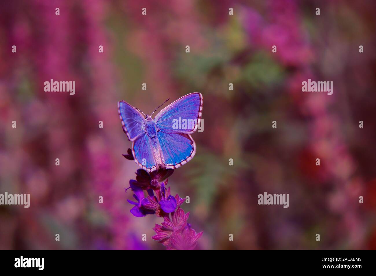 Fotos de mariposas hermosas de la naturaleza. Fondo natural. La belleza de  la naturaleza Fotografía de stock - Alamy