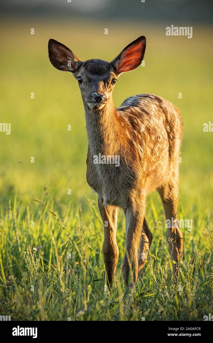 Bebé lindo joven ciervo, Cervus elaphus, leonado en la cálida luz del atardecer. Foto de stock