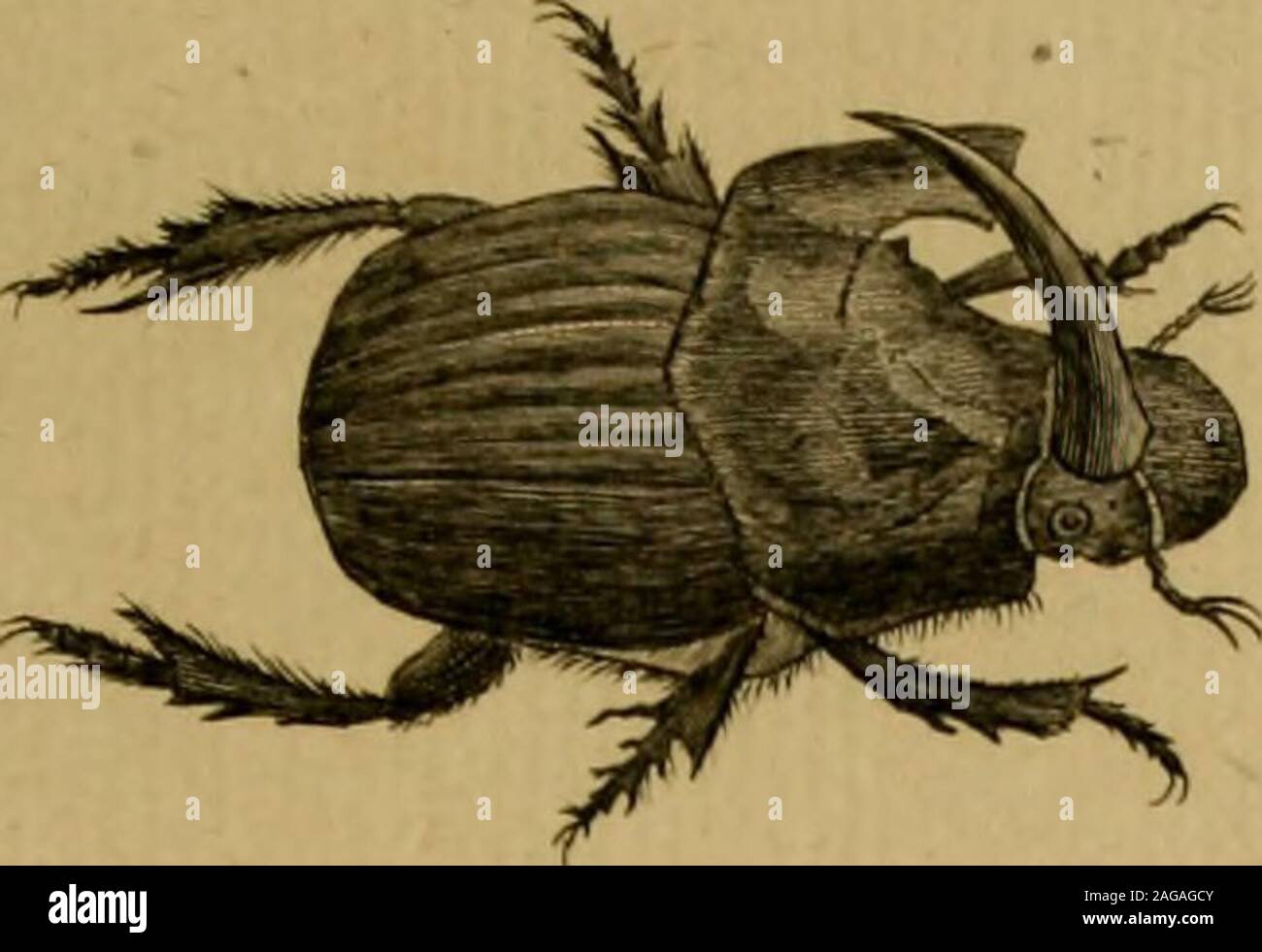 Encyclopedie Methodique Histoire Naturelle Ze Bijf Jcara C Oit E La Urej Eiyije Ej Scaraue Pi 148 E J Cara E Jui Te Z E Jcar G T J Z Yuuj Ze Ifcar Faiduzj Ure Jec Iscarafie Fotografia De Stock Alamy
