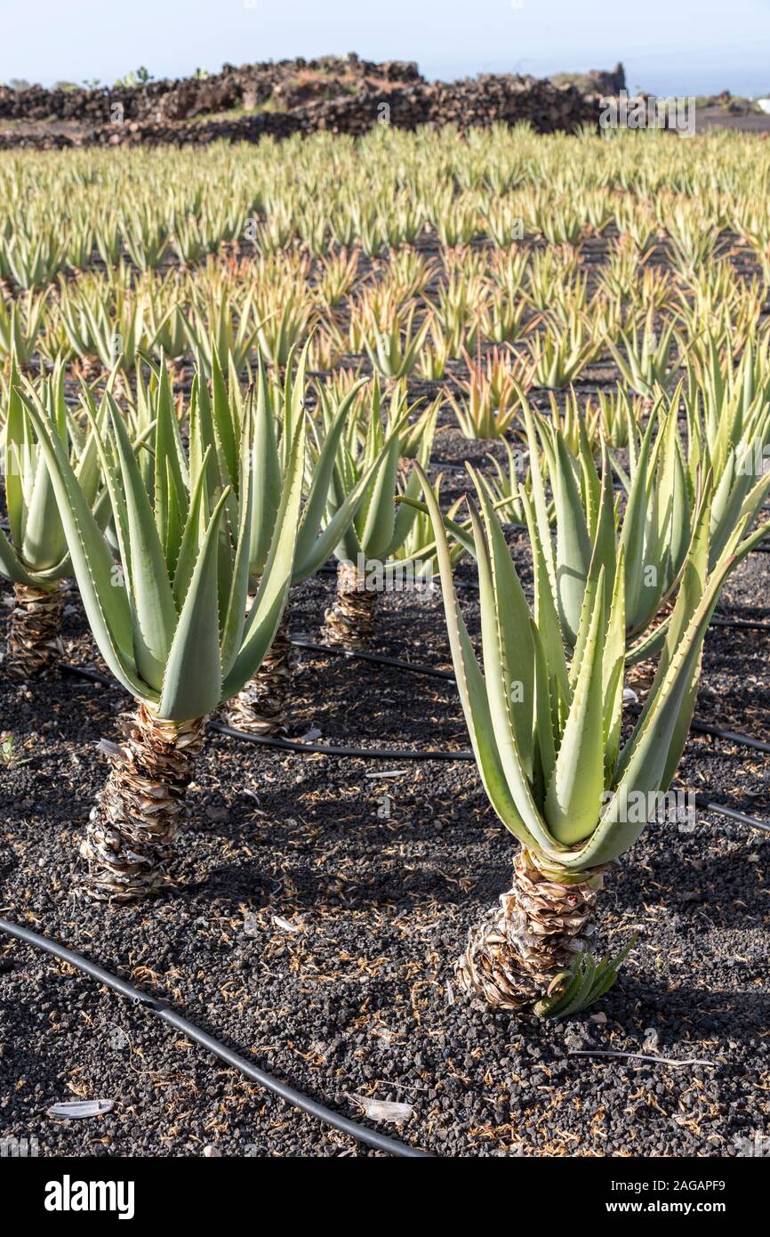 En el campo de cultivo de Aloe vera, Lanzarote, Islas Canarias, España  Fotografía de stock - Alamy