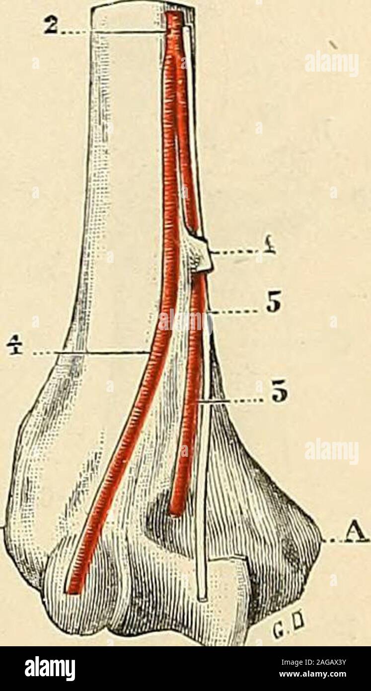 . Traité d'anatomie humaine : anatomie descriptivo, histologie, développement. te la formación de dunas, osseux espèce danneau moitié, moitié, auquel donnerons fiberux nous le nom-épitrochléen anneausus dorifice ou. Cet orificio est lhomologue rudimentaire chezlhomme dun canal osseux, le canal humerai, qui existe cons-tamment et sur le même punto chez plusieurs marsupiaux, rongeurs chezquelques, chez onu grand nombre de carnassiers, notam-ment chez les félins (chat, León). Comme Chez ces derniers, il livrepassage au nerf médian et presque toujours aussi (92 fois sur 100)à une artère, qui est tantôt l Foto de stock