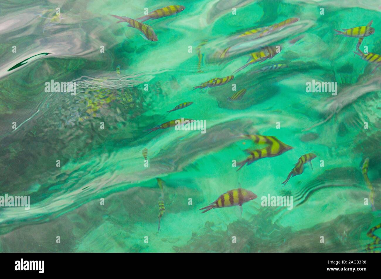 Hermosa foto de muchos peces nadando en el mar - genial para un fondo fresco Foto de stock