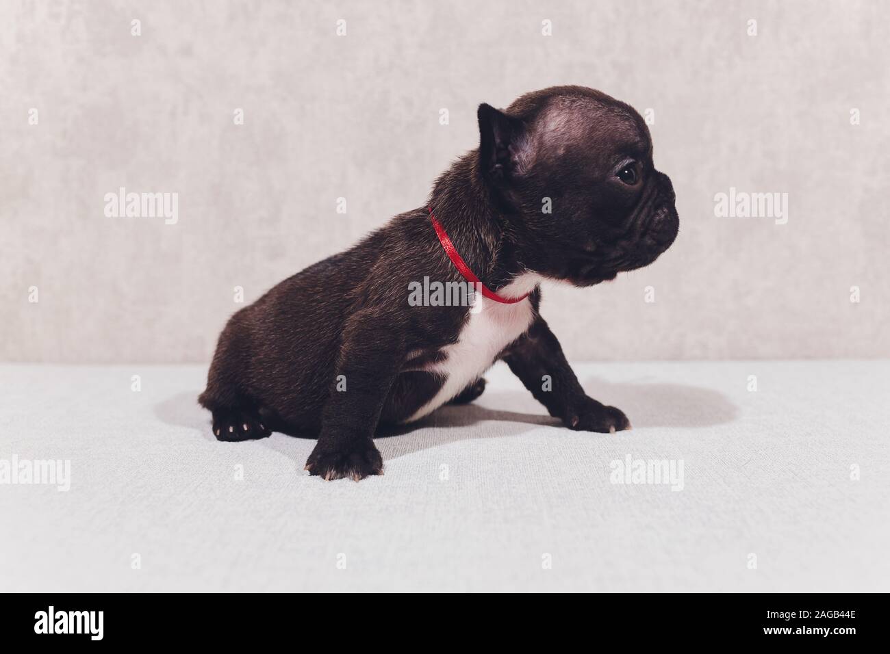 Bebe Frances Bulldog Cachorros Cachorro Posando Sentada Y Mirando Hacia El Lado Fotografia De Stock Alamy