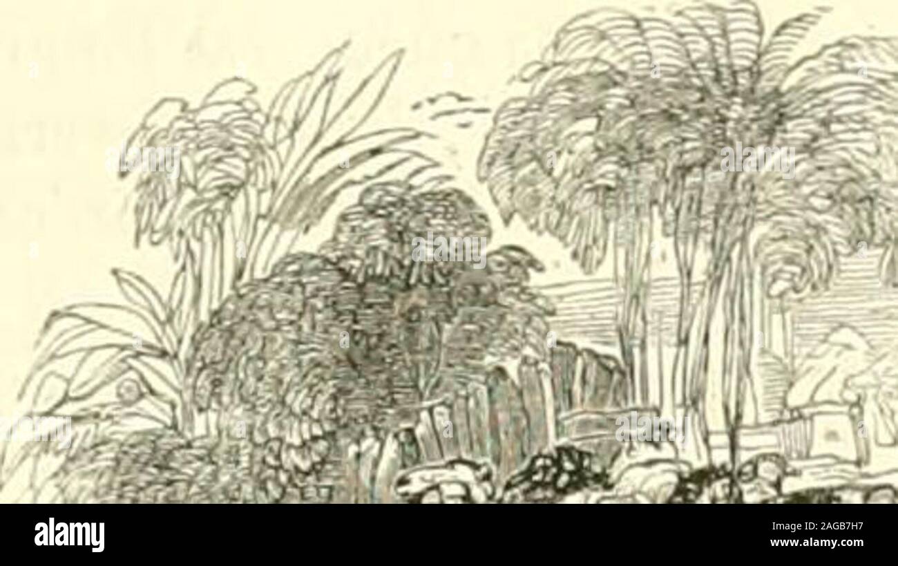 . Le Jardin des plantes : descripción kdogramincs. ix. Ses princijiales vari(tés la (pieue, très-grêle, na pas de deux pouces |UCI (0,054) de lon-gueur; - le Mouton dAsIraciin , dont lagneau fournit une très belle fourrure-; le Mouton du Cap, etc. Quelipics uns de ces ani-maux ont la (pieu(^ si lourde, (pie dans ceitaiuc partie de lA-frl(pu^ obligé est de la faire porter i)ar un petit chariot cpiclanimal traîne Après lui. •L" Le Mouton dIslande (Ovis policerata. Lin. Ivu gulhhmdiea,Pai.i.), (|ue nous avons représenté avec ipialre cornes, et quiqu<ue eiiKj lipiefois ;i , seis , juscpiii Foto de stock