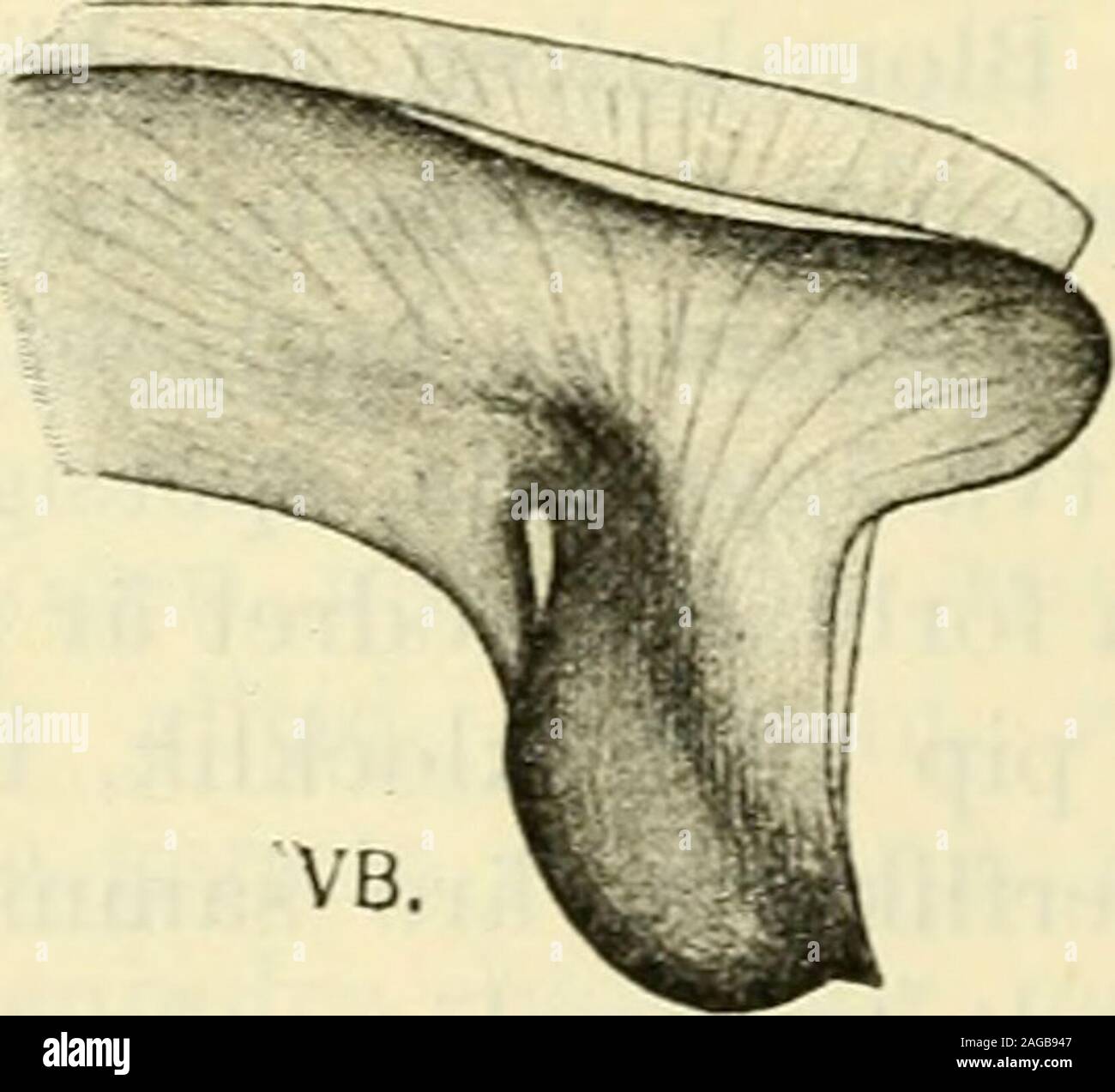 Arkiv för botanik. Fig. 4. Periatidra heterophylla Bexth. fil