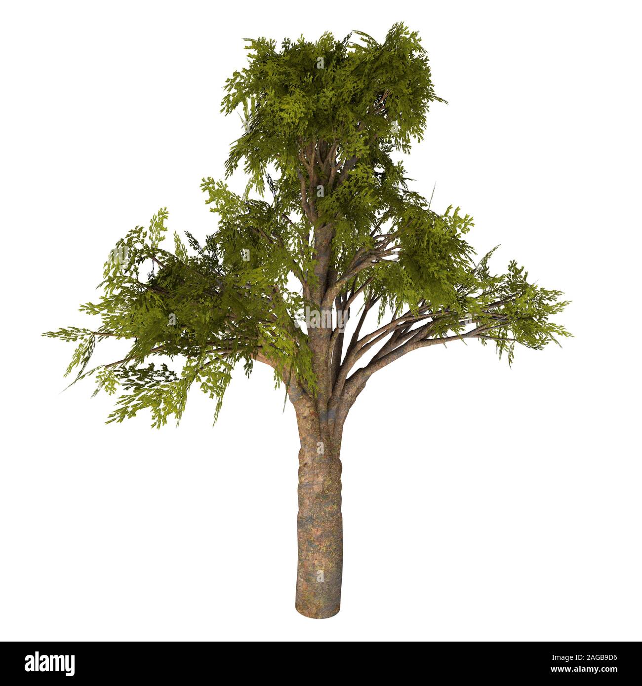 Árbol Kauri Malayo -Agathis coníferas es un árbol siempreverde nativo de Australia y Nueva Zelandia y se remontan a los períodos Jurásico y Cretácico. Foto de stock