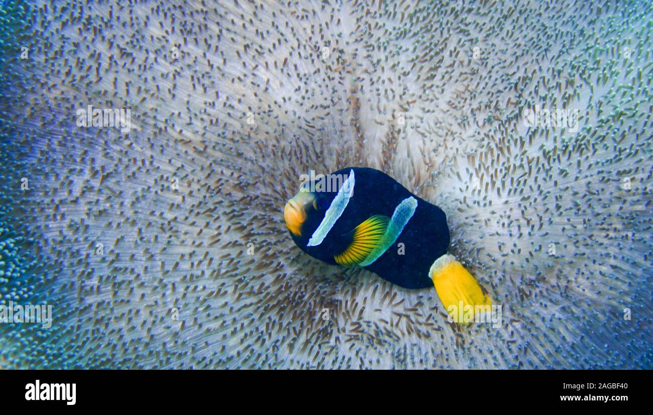 El pez payaso en anémona Foto de stock