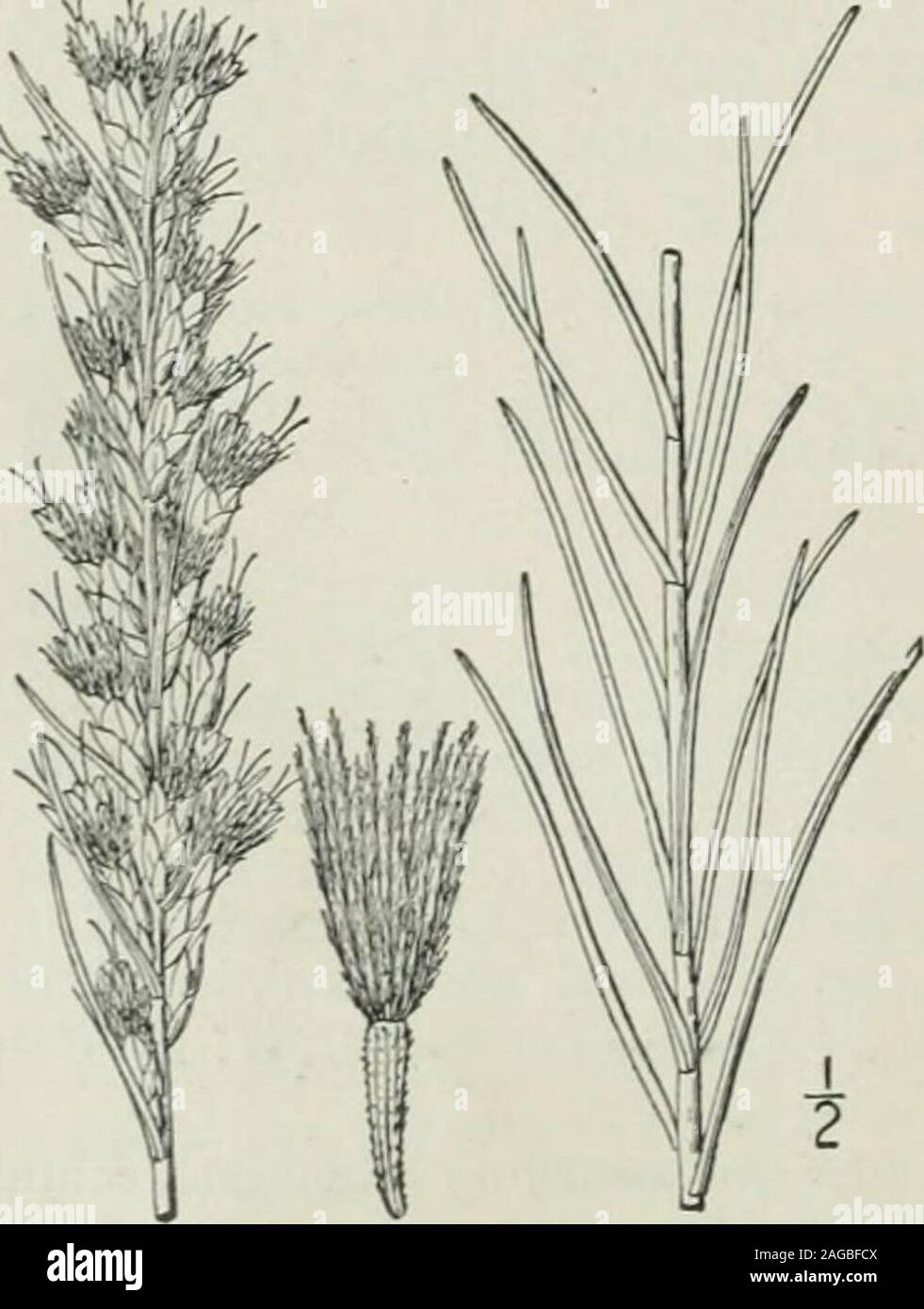 . Un ilustrado de la flora del norte de Estados Unidos, Canadá y las posesiones británicas : desde Terranova hasta el paralelo de la frontera sur de Virginia y desde el océano Atlántico hacia el oeste hasta el meridiano 102º. acuminadas de color rosa petaloides consejos, o algunas veces blanco; el vilano muy plumosos; flores de color púrpura. En suelo seco, Virginia a Florida, Alabama, Arkan-sas y Texas. Agosto-octubre. 4. Lacinaria punctata (Hook.) Kuntze.Button-Snakeroot punteado. Fig. 4180.Liatris punctata gancho. Fl. En Bor. Am. i: 306. pi. 55. 1833.Lacinaria punctata Kuntze, Rev. Gen. PI. 349. 1891. Glabros o escasamente pube Foto de stock