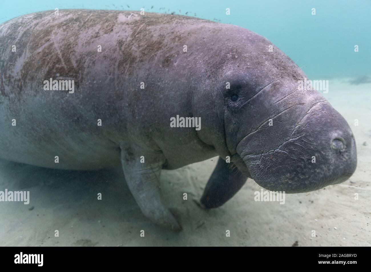 Un grande, simpático, curioso, el manatí (Trichechus manatus) enfoques totalmente equipado de buceo con cámara. Foto de stock