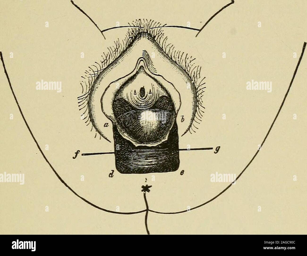Booksubjectgynecology fotografías e imágenes de alta resolución - Página 3  - Alamy
