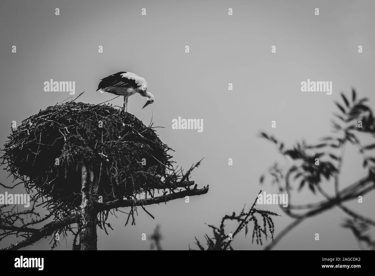 Un retrato en blanco y negro de una cigüeña de pie en la parte superior de su gran nido alto sobre la tierra en un polo. El gran pájaro está mirando hacia abajo en el branche Foto de stock
