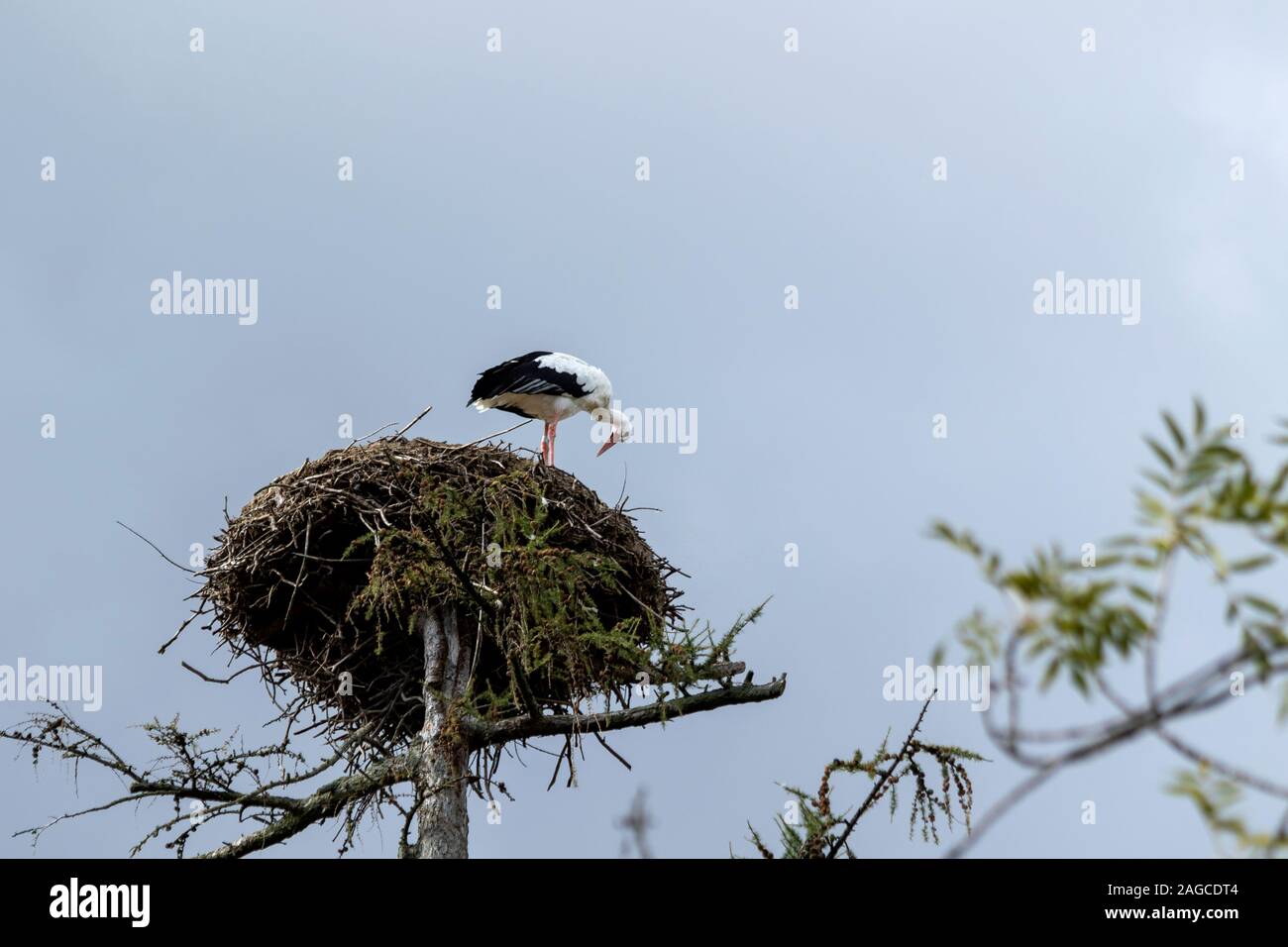 Un retrato de una cigüeña de pie en la parte superior de su gran nido alto sobre la tierra en un polo. El gran pájaro está mirando hacia abajo a las ramas del nido. Foto de stock