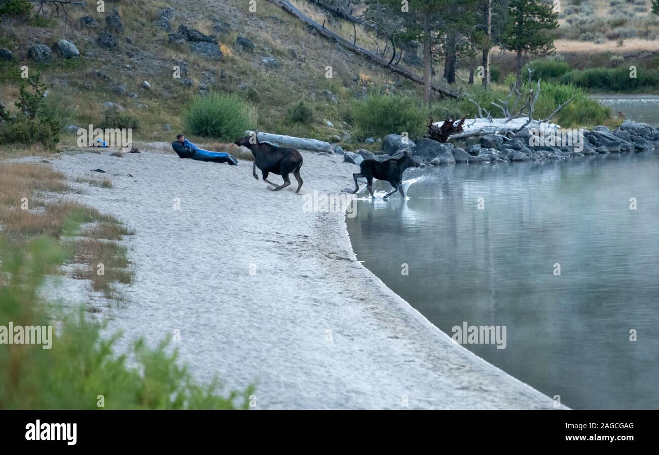 Una persona es sorprendida por Moose en Green River Lagos, rango de Wind River, en Wyoming. Foto de stock