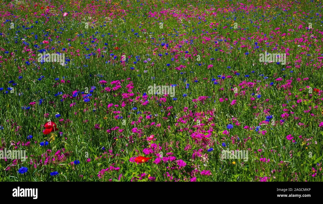 Campo de flores silvestres, Quebec, Canadá Foto de stock