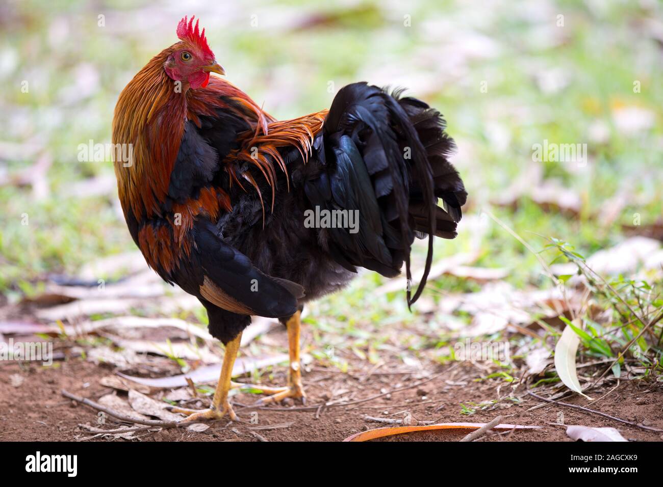 Colorido Gallo en Hawai Foto de stock