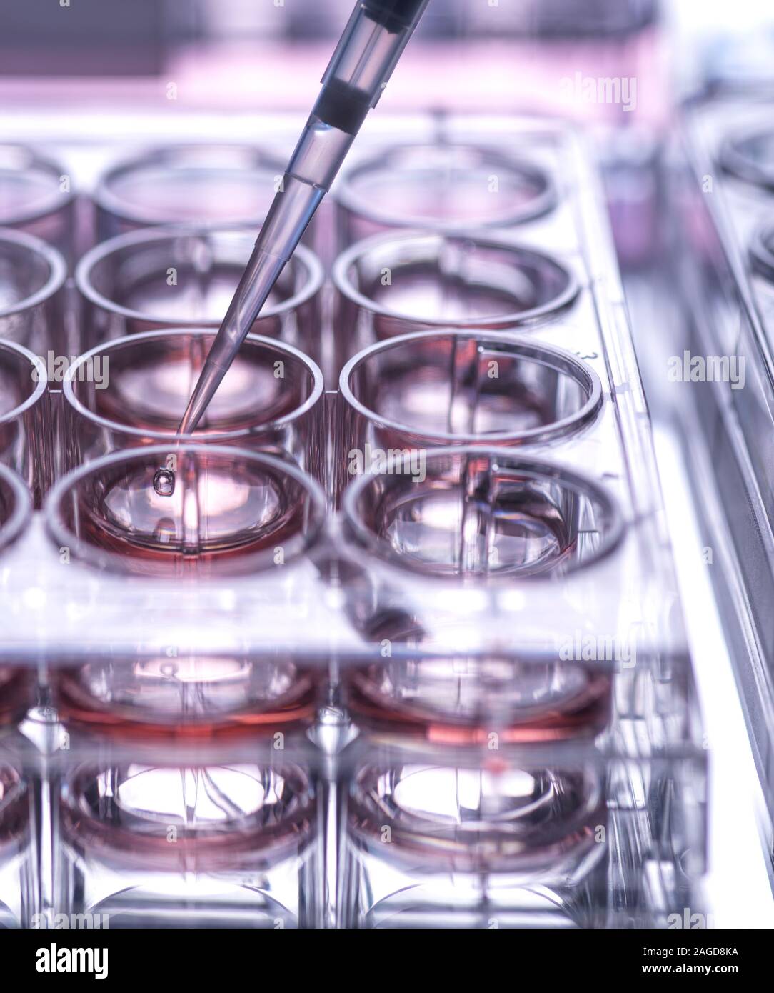 Muestra celular siendo pipetted en multi y placa que contiene un medio de crecimiento en laboratorio Foto de stock