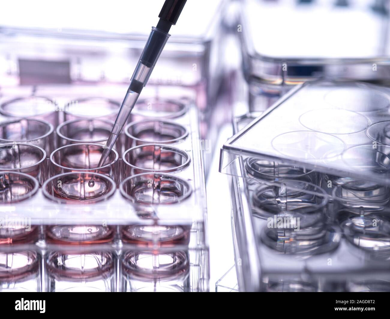 Muestra celular siendo pipetted en multi y placa que contiene un medio de crecimiento en laboratorio Foto de stock