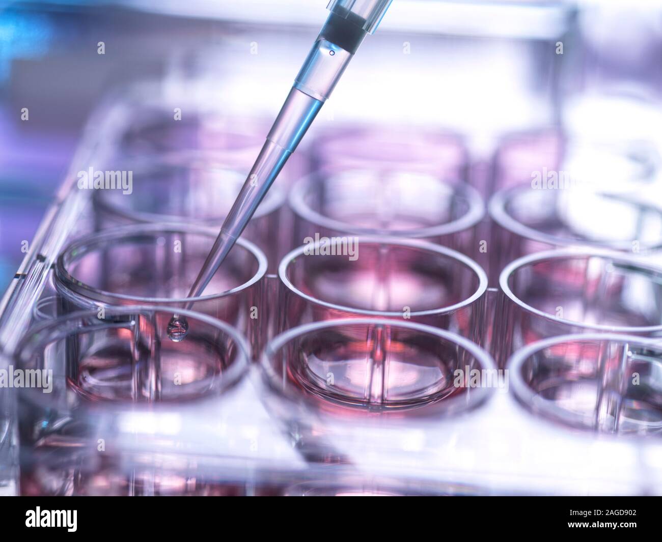 Muestra celular siendo pipetted en multi y placa que contiene un medio de crecimiento en laboratorio Foto de stock