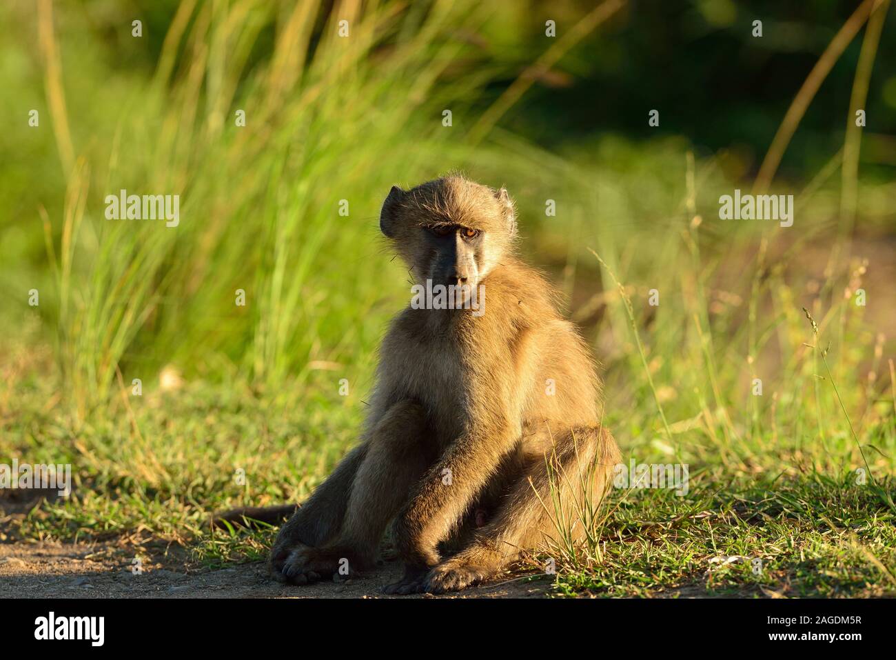 Baboon en los campos cubiertos de hierba en las junglas africanas Foto de stock