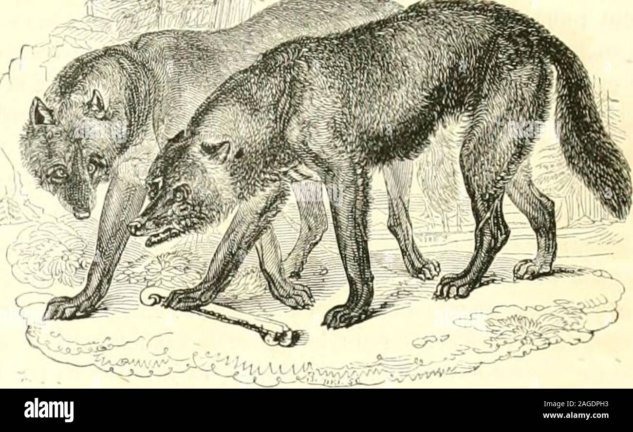. Le Jardin des plantes : descripción. ier, et ce(PII prouve que les loups ont heaiu oup plus danalogie avec le chien domestique quon ne le croit généralement, cest que cespetits navaient ni les mêmes rasgos ni le même pelaje, et quilsdilïéraieut autant entre eux quavec leurs padres : les eût cru(lune autre espèce, ou quelque variété de chien domesti(pastel. En un Delà pensé que le père et lii mère nétaient pas de raza pura,et (juils étalent métis de quelque chien abandonné dans les Py-rénées et devenu sauvage. Cela est posible; mais il mí paraîtplus probable que cette variación était le rés Foto de stock