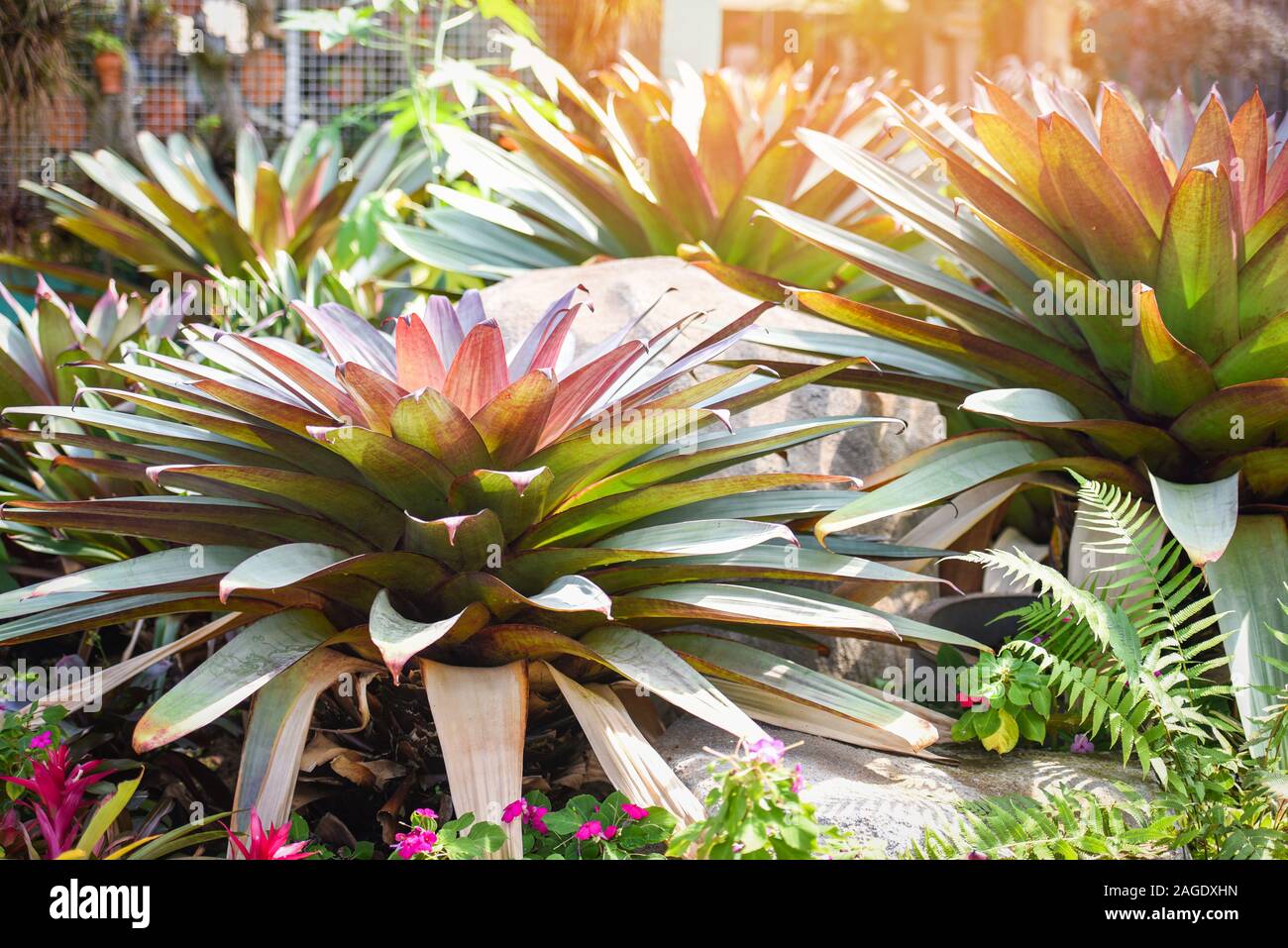 Las plantas ornamentales en el jardín / hojas verdes de plantas tropicales de hoja grande bromelia seccionado Foto de stock