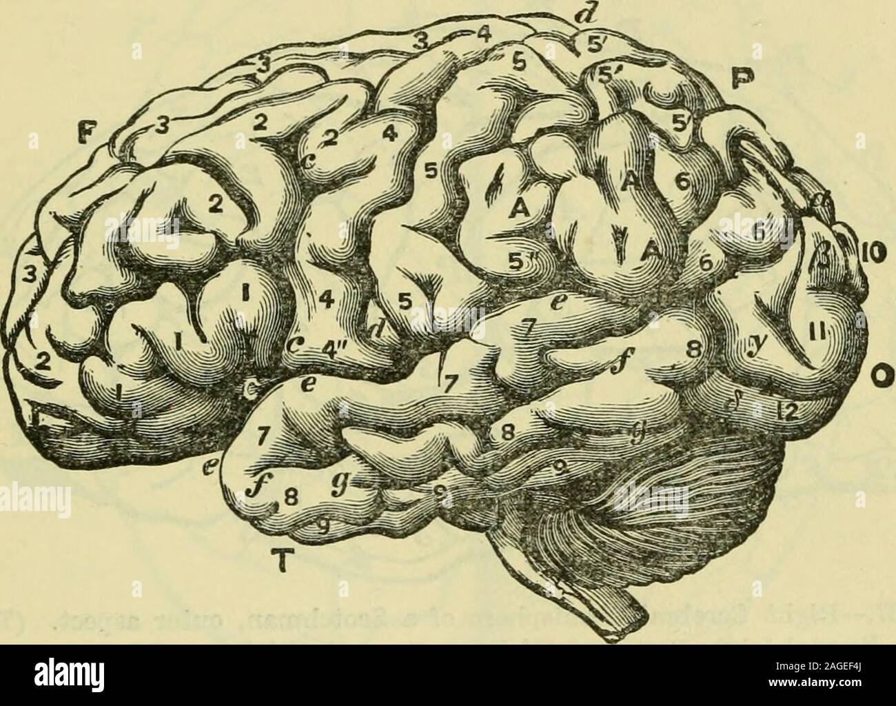 . El cerebro como órgano de la mente. Cerdo. 135.- El cerebro de un Bushwoman, como pect superior. (Heath, después Marshall.) F, Frontal loba; Oh, lóbulo occipital; ; parietallobe P, d, d, fisura de Rolando; P, parieto-occipitalfissure •,A,A, supra-lóbulo marginal. 2, 2, oriente, y ción ; 10,10, superior e inferior, 11, 11 convolu occipital- gJ^alloWtion. a, a, primero, y /3, segunda conexión circunvoluciones. Cap. XXL] DE THP: EL CEREBRO HUMANO. 381 en comparación con la de la Unión, fue encontrado a bespecially defectuoso en profundidad y altura vertical. Fisuras, lóbulos y circunvoluciones del Cere-Brum. La fisura de Sylvi Foto de stock