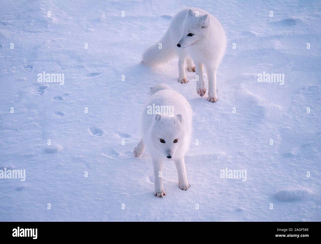 Se centran en la parte delantera del zorro ártico (Vulpes lagopus), tal y como está cerca de otra en la nieve del invierno en Churchill, Manitoba, Canadá. Foto de stock