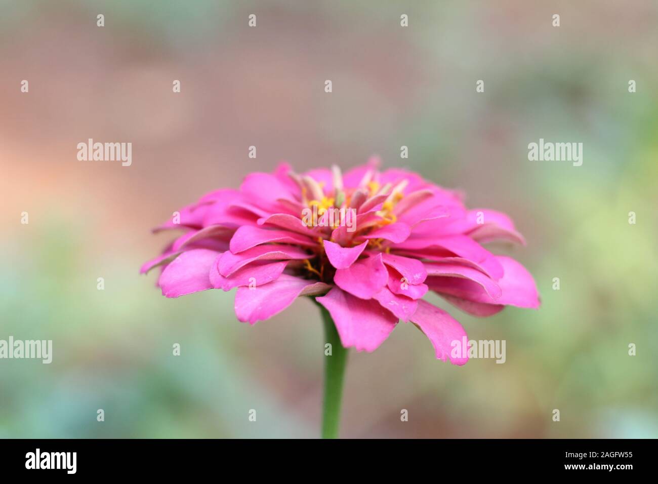 Color rosa flor caléndula cerrar Foto de stock
