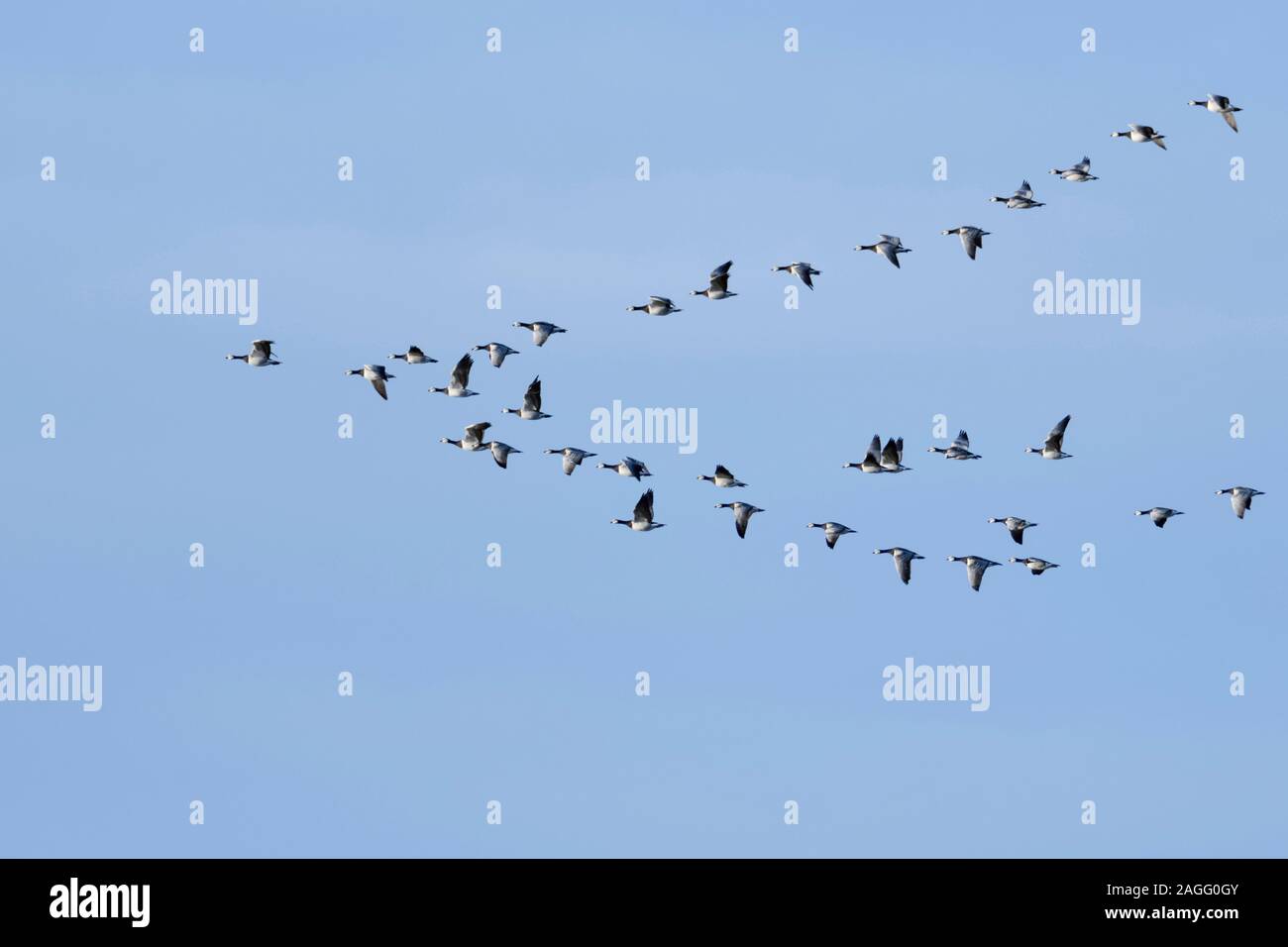 Barnacle gansos / Barnacle gansos ( Branta leucopsis ), rebaño en vuelo en formación típica, aves migratorias, aves de paso, vida silvestre, Europa. Foto de stock