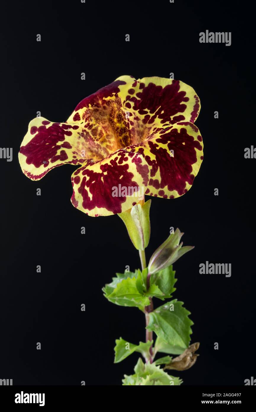 Mimulus cerrar flor sobre negro aislado Foto de stock