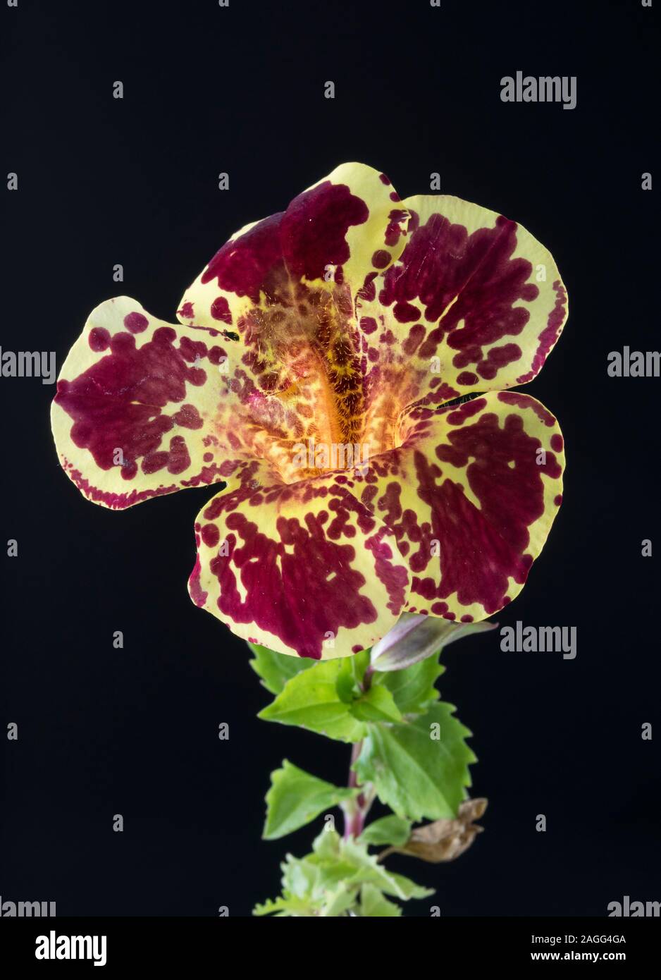 Mimulus cerrar flor sobre negro aislado Foto de stock
