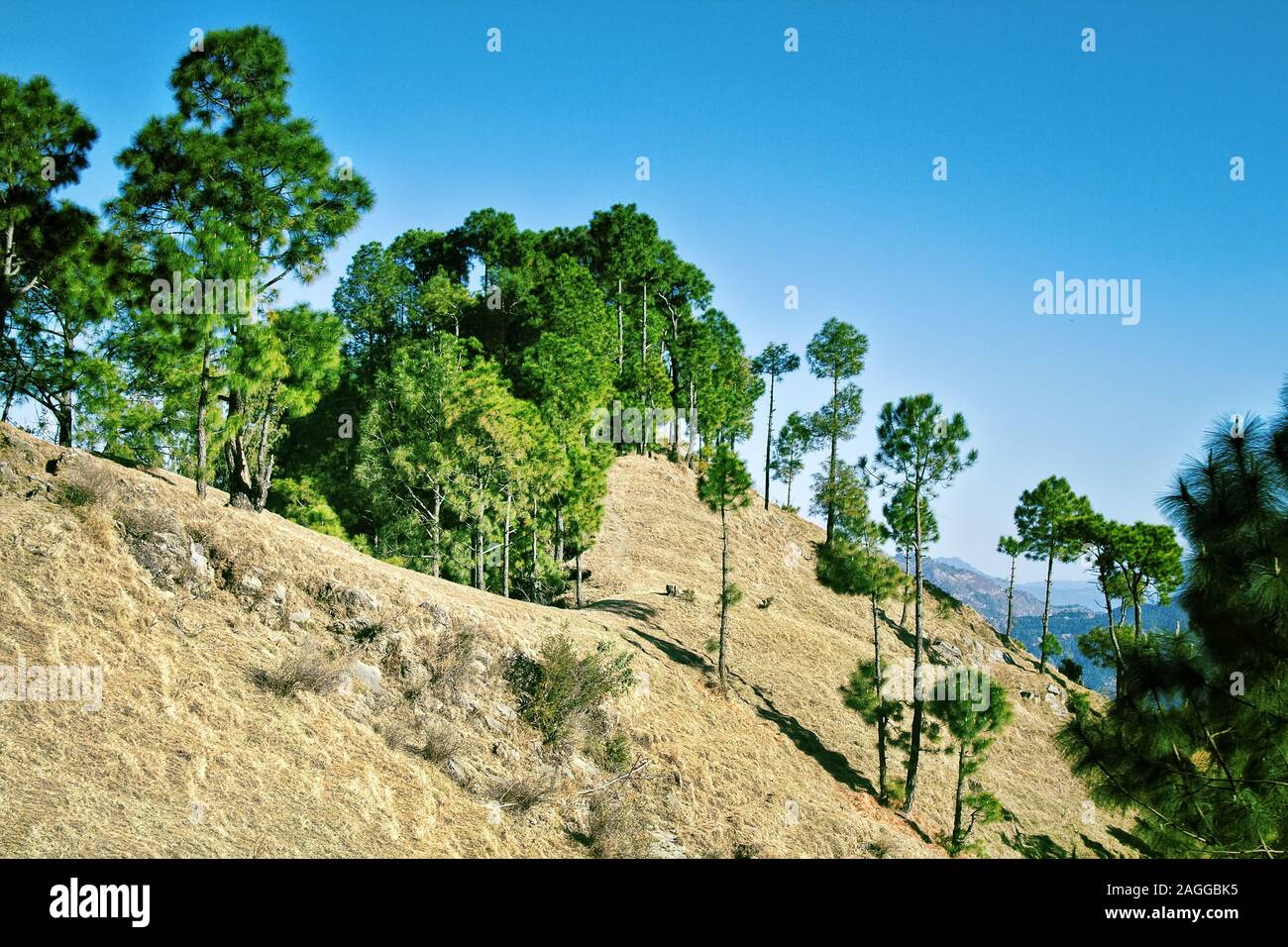 Primavera paisaje de montaña del Himalaya, Exterior de pino del Himalaya crecen en la ladera de crestas pedregosas en seco. Himachal Pradesh, India Foto de stock