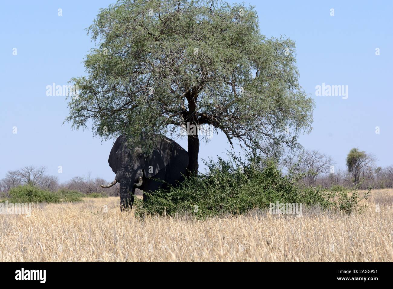 Elefante africano macho, se refugian bajo un árbol en el fuerte sol de mediodía Moremi Parque Nacional Botswana África Foto de stock