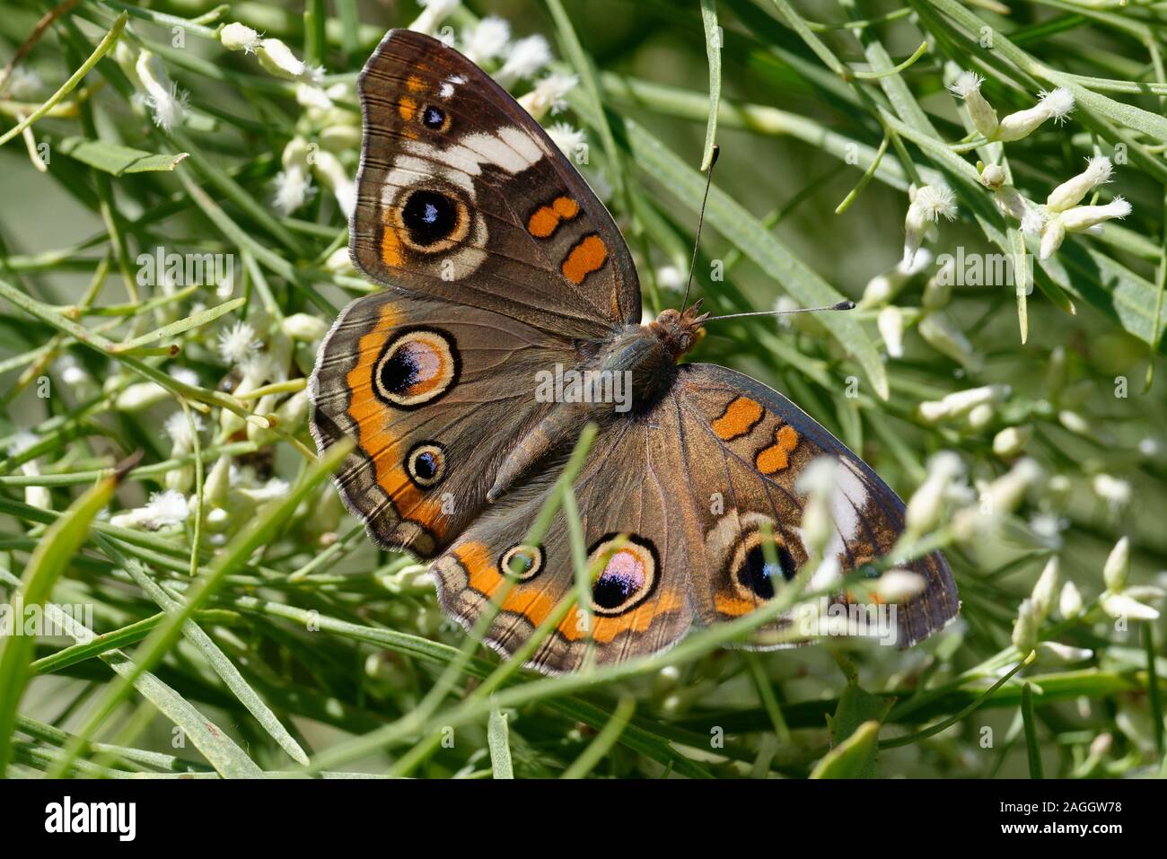 Buckeye común mariposa alimentándose de flores Foto de stock
