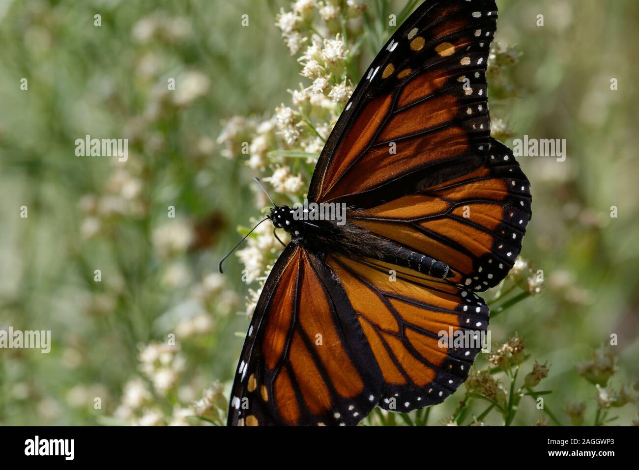Mariposa Monarca alimentándose de flores Foto de stock