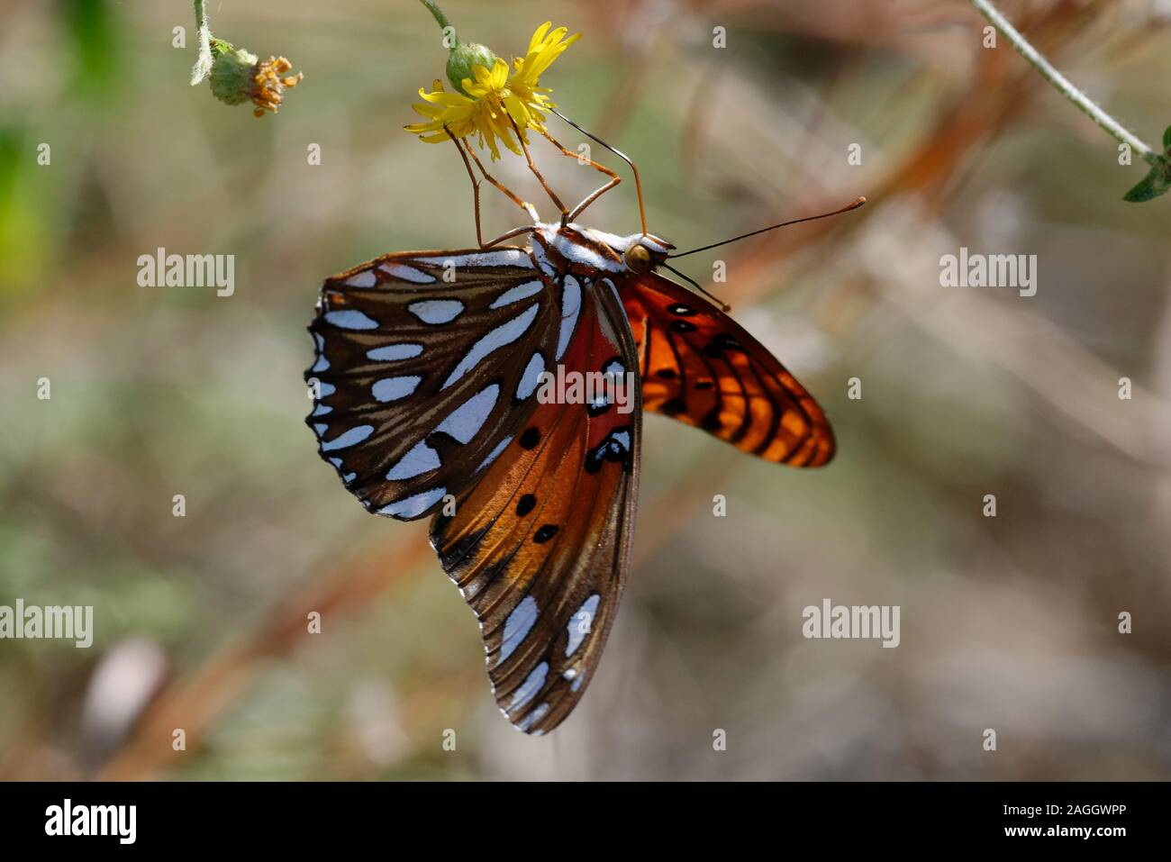 Golfo speyeria Butterfly alimentándose de flores Foto de stock