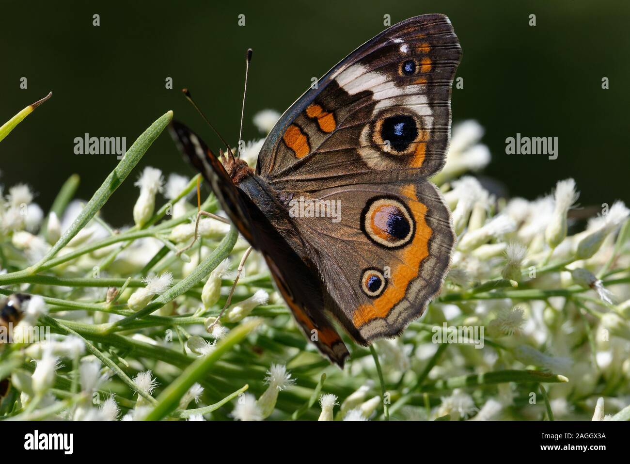 Buckeye común mariposa alimentándose de flores Foto de stock