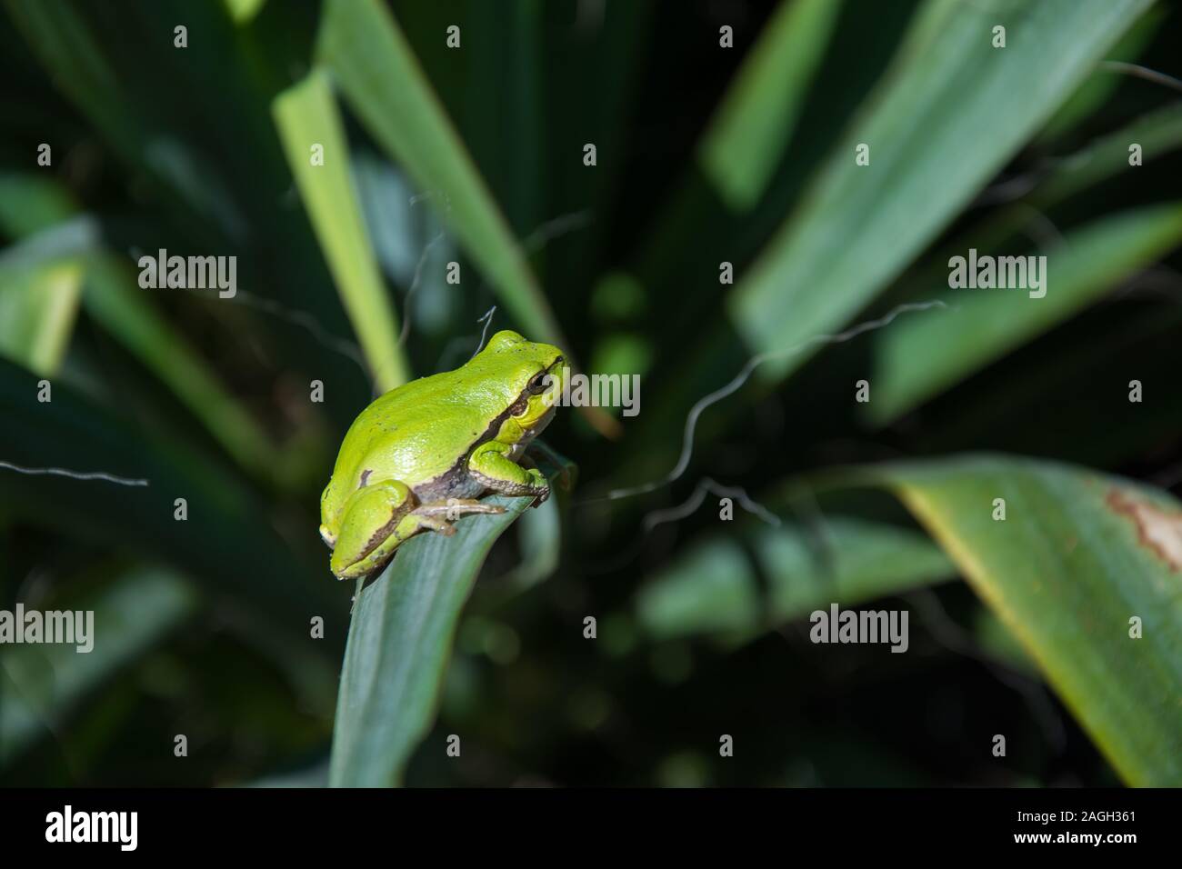 Unión Tree Frog sentado en una hoja de yuca - closeup Foto de stock