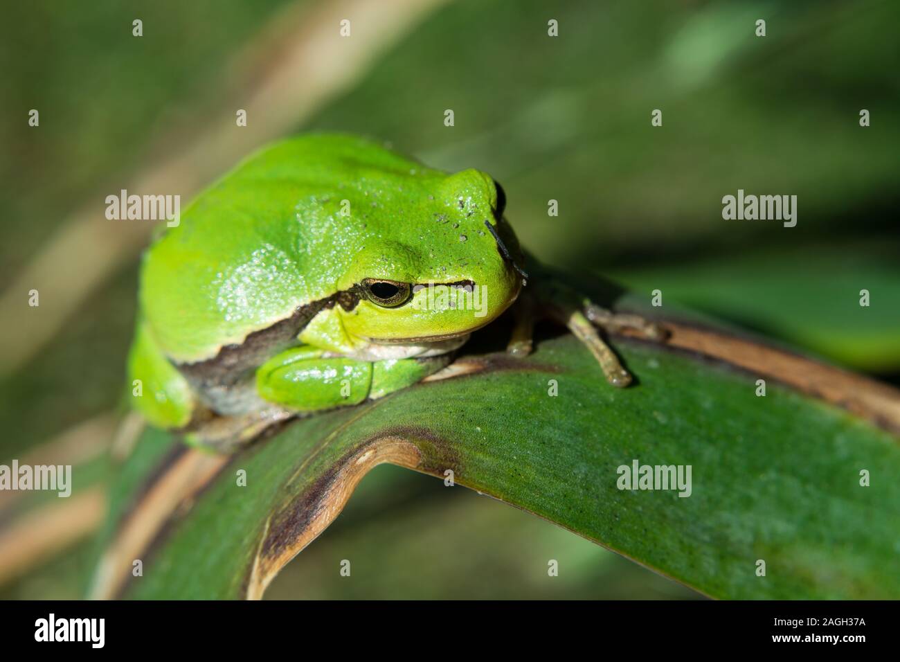 Bella Unión Tree Frog sentada sobre una hoja - closeup Foto de stock