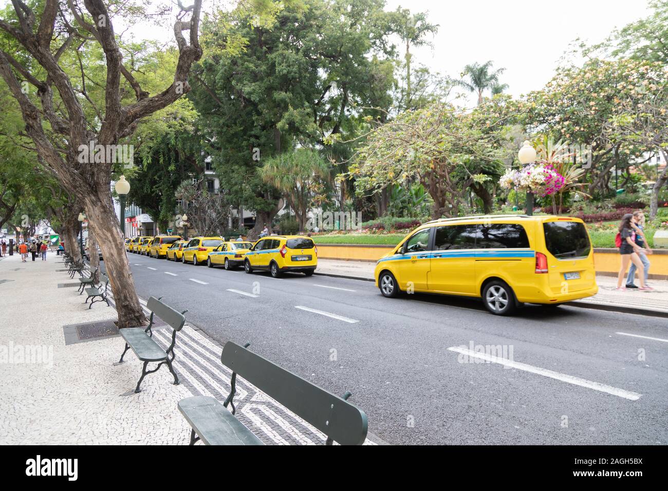 Los taxis de color amarillo en la Avenida Arriaga y jardines municipales, Funchal, Madeira, Portugal Foto de stock