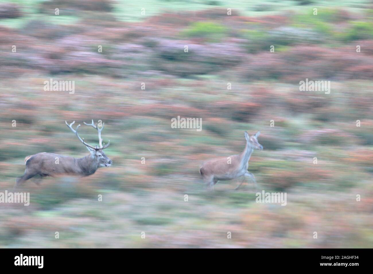 Septiembre 21, 2017. La berrea en el Parque Natural de Gorbeia (País Vasco). Foto de stock