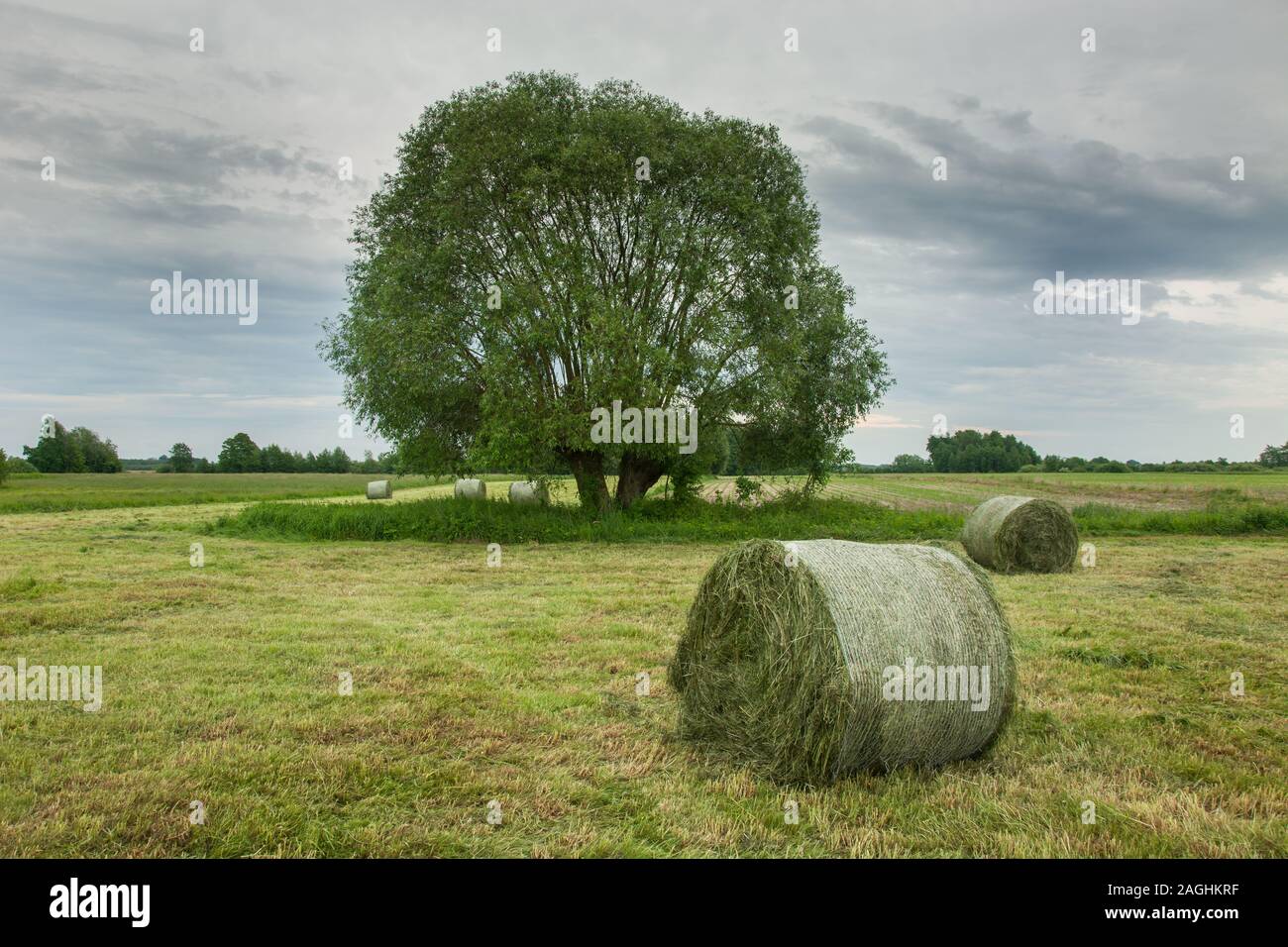 Fardos de pasto tumbado en una pradera segada, grandes árboles y nubes grises en el cielo Foto de stock