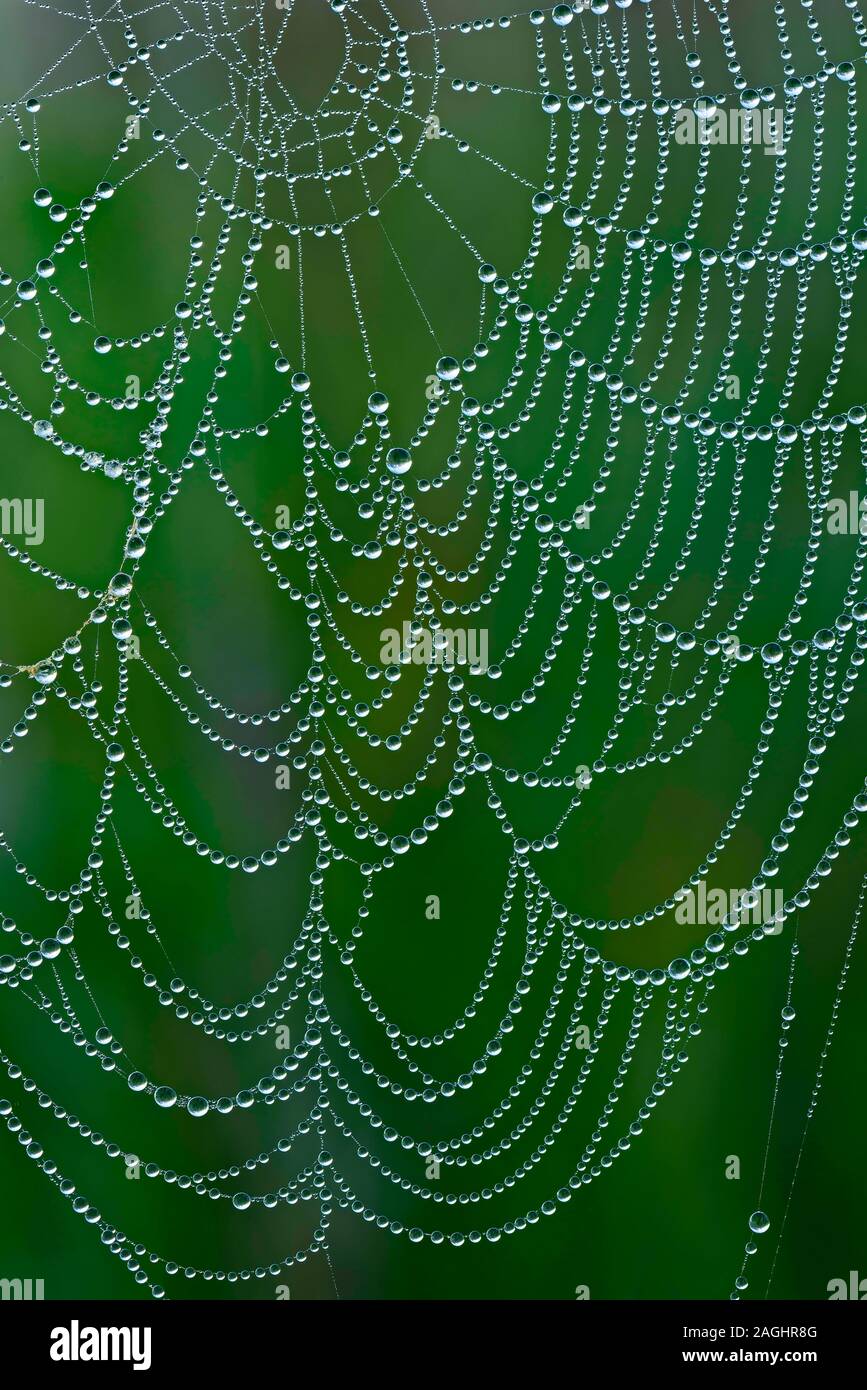 Tela de araña descabujada en la pradera colgando de la hierba del bluestem  grande durante la mañana Fotografía de stock - Alamy