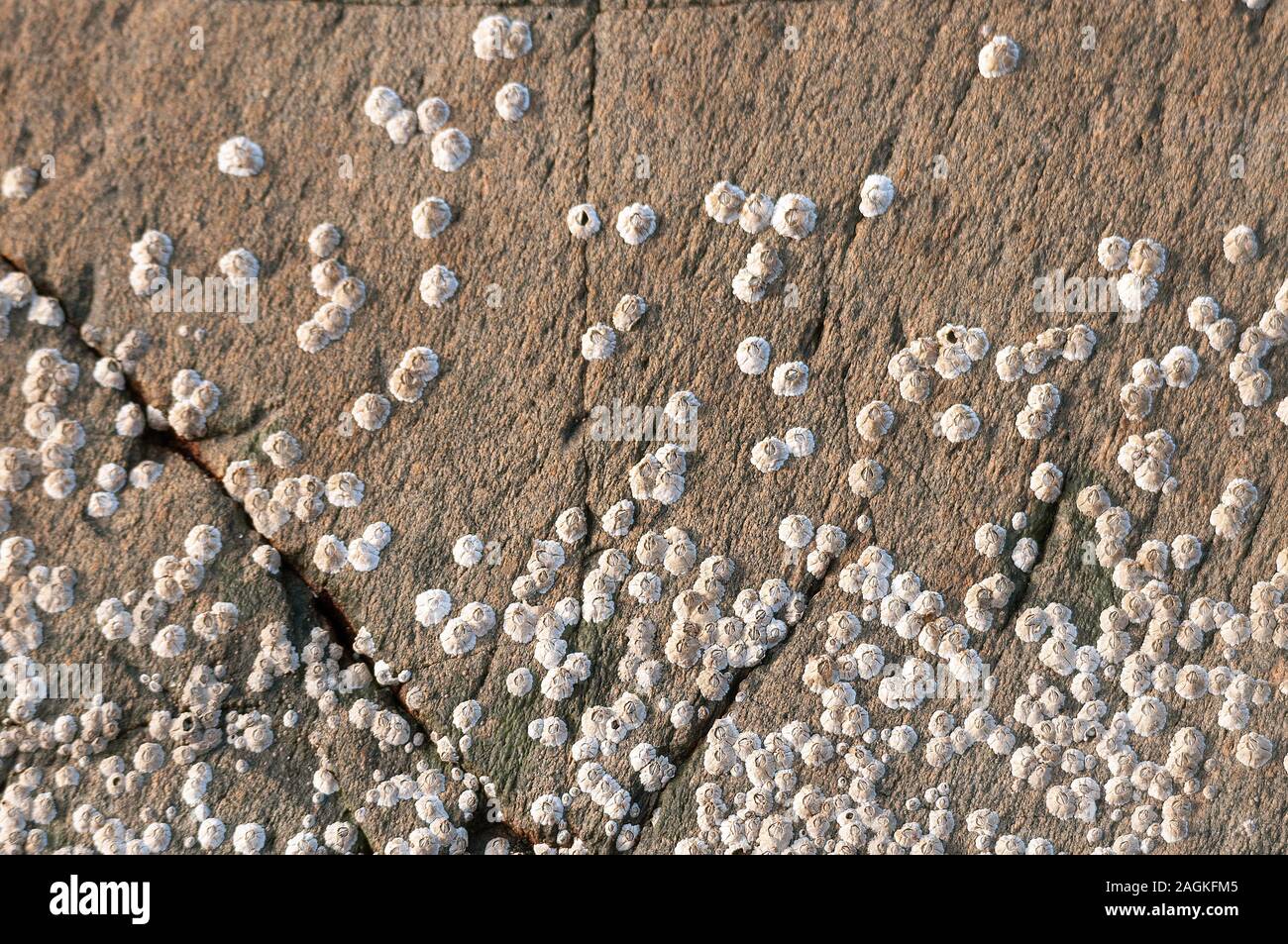 Percebe sobre rocas en Gairloch Playa, Highlands escocesas Foto de stock