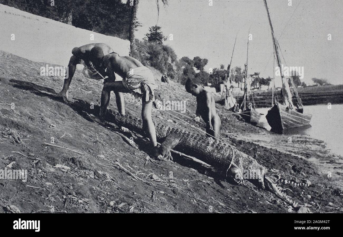 Captura de cocodrilos en Egipto, impresión original desde el año 1899, Krokodiljagd, Ägypten, einer Reproduktion Originalvorlage aus dem 19. Jahrhundert, digital verbessert Foto de stock